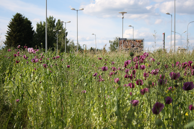 Mohnfelder in Oberwart